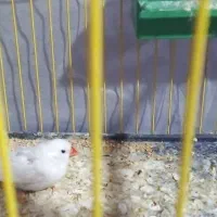 فنچ ماده سالم سرحال