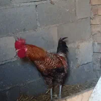 خروس محلی|حیوانات مزرعه|سنگدوین, |دیوار