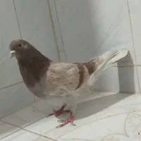 سلام یک عدد کبوتر عزیزی خواست درخدمتم