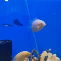 ماهی آکواریوم|ماهی|مسجد سلیمان, |دیوار