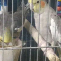 عروس هلندی|پرنده|تهران, مطهری|دیوار