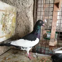 کفتر ماده