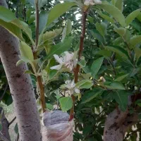 پیوند درختان میوه