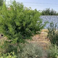 باغ،باغچه ۷۰۰متر جاده آدران شهریار|فروش دفتر صنعتی، کشاورزی، تجاری|صباشهر, |دیوار