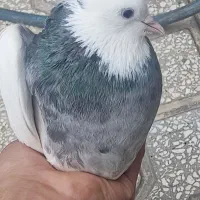 ۱جفت طوقی نر ماده