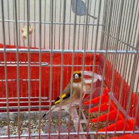 سهره جوجه سال و سهره باغی