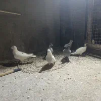 کبوترصید