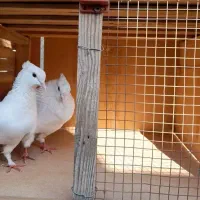 یه جفت سفید کاکلی پرشی