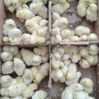 جوجه گوشتی ۲۰ تومان