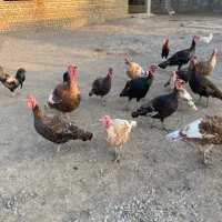 فروش|حیوانات مزرعه|انبارآلوم, |دیوار