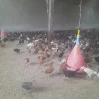 جوجه ۴۰ روزه سالم واکسن خورده