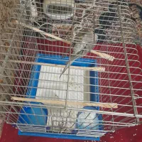 عروس هلندی مرواریدی|پرنده|بندر ماهشهر, |دیوار