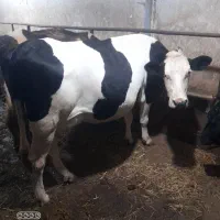 گاوسیمنتال