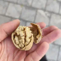 بذر گردو اسرائیلی|گل و گیاه طبیعی|زنجان, |دیوار