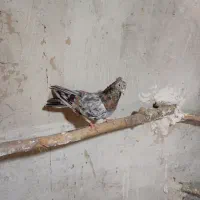 کبوتر سرور ماده جم