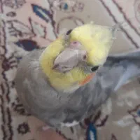 گمشده