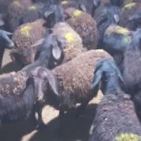 گوسفند میش بره ماده