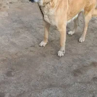 ماده سرابی|سگ|اردبیل, |دیوار