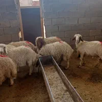 فروش بره
