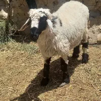بره نر|حیوانات مزرعه|زابل, |دیوار
