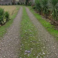 یوکا تنه درشت