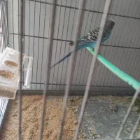 مرغ عشق|پرنده|شاهین‌شهر, خانه کارگر|دیوار