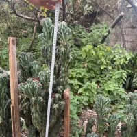 کاکتوس صخره ای