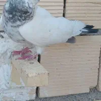 تعداد۷عددکبوتردرجه یک بانسل ونسبت فروشی|پرنده|شاهین‌شهر, شهرک امام علی|دیوار