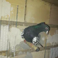 کله سیاه|پرنده|بسطام, |دیوار