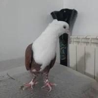 کبوتر رنگی مخمل کله سفید|پرنده|لنجان, |دیوار