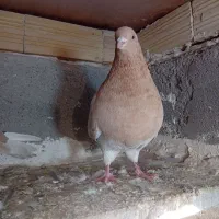 پرنده|پرنده|اردبیل, |دیوار