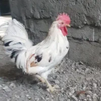 خروس اصیل گلین|حیوانات مزرعه|کرمان, |دیوار