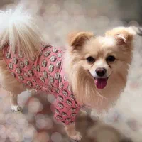 واگذاری پامر