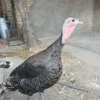 بوقلمون