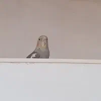 دو پرنده عروس هلندی نر و ماده