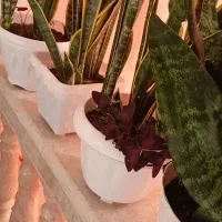 گل شمشیری|گل و گیاه طبیعی|تالش, هشتپر|دیوار