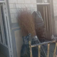 نهال اصلاح شده پیوندی بادام گردو و کل نهال|خدمات باغبانی و درختکاری|رفسنجان, |دیوار