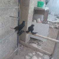 کبوتر|پرنده|تبریز, |دیوار