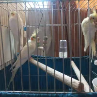 مولد عروس هلندی +1جوجه