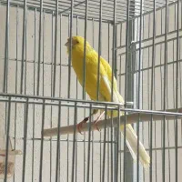 قناری بلند ورسمی|پرنده|اصفهان, سرچشمه|دیوار