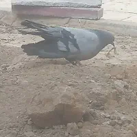 کبوتر پر ماده 14 دم ساده پا