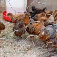جوجه گلپایگان اصلاح نژاد60 روز و 30 روزه