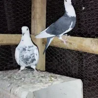 ابلغ و بزک و سیاه دورگ|پرنده|باغ بهادران, |دیوار