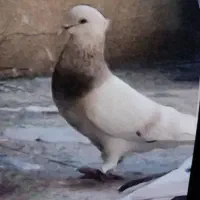 کفتر ماده
