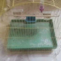 قفس پرنده|لوازم جانبی حیوانات|سلماس, |دیوار