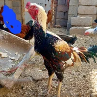 خروس لاری اصل