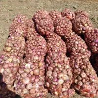 پیاز محلی درجه یک