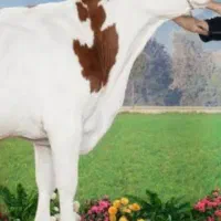 معاوضه گاو وگوساله گوشتی با گاو شیری