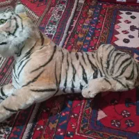 یک عدد شیر پلانک  فروشی