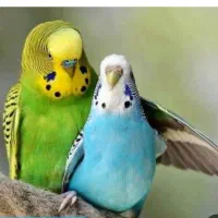 خرید و فروش مرغ عشق